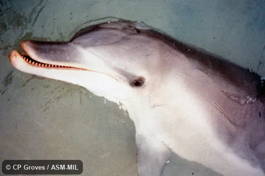 Close-up of head, showing teeth and blowhole. Formerly in order Cetacea. Also as Indian Ocean Bottlenose Dolphin. Close-up of head, showing teeth and blowhole. Formerly in order Cetacea. Also as Indian Ocean Bottlenose Dolphin.
