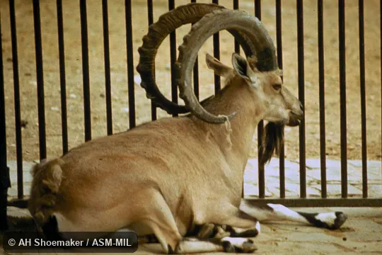 Side view of adult male, resting. Also as Middle Eastern Ibex. Side view of adult male, resting. Also as Middle Eastern Ibex.