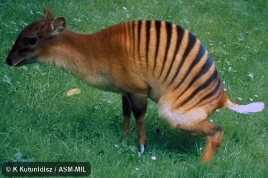Side view of female. Also as Zebra Duiker. Formerly Cephalophus zebra. Side view of female. Also as Zebra Duiker. Formerly Cephalophus zebra.