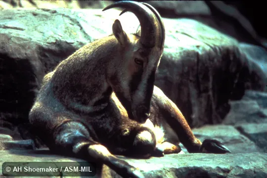 Adult male at rest. Formerly as Hemitragus hylocrius. Adult male at rest. Formerly as Hemitragus hylocrius.