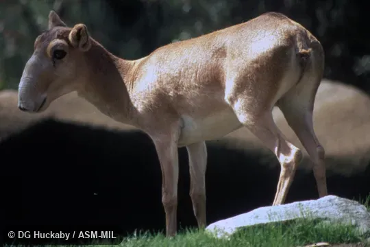 Side view of female. Also as Steppe Saiga|Western Saiga. Side view of female. Also as Steppe Saiga|Western Saiga.