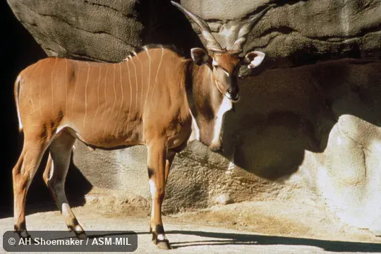 Side view of adult male giant eland from Central African Republic, Tragelaphus derbianus gigas. Formerly Taurotragus derbianus. Also as Derby Eland|Lord Derby's Eland|Eastern Giant Eland. Side view of adult male giant eland from Central African Republic, Tragelaphus derbianus gigas. Formerly Taurotragus derbianus. Also as Derby Eland|Lord Derby's Eland|Eastern Giant Eland.