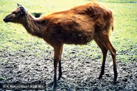 Side view of female. Tragelaphus spekii selousi. Also as Tragelaphus selousi, Zambezi Sitatunga|Southern Sitatunga. Side view of female. Tragelaphus spekii selousi. Also as Tragelaphus selousi, Zambezi Sitatunga|Southern Sitatunga.