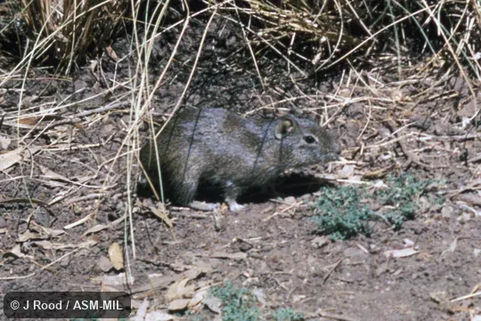 Side view. Formerly as Galea musteloides, Common Yellow-toothed Cavy. Side view. Formerly as Galea musteloides, Common Yellow-toothed Cavy.